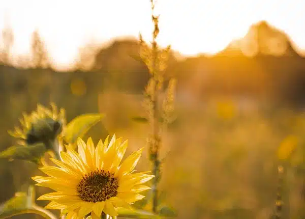 Gb 2020 Sonnenblume