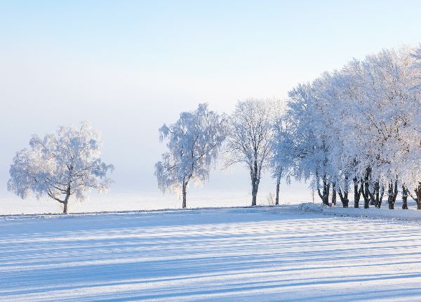 Bäume im Winter an der Straße eines Feldes