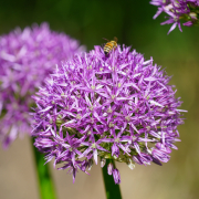 lila Blume