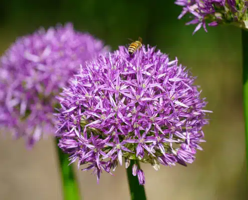 lila Blume