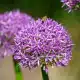 lila Blume
