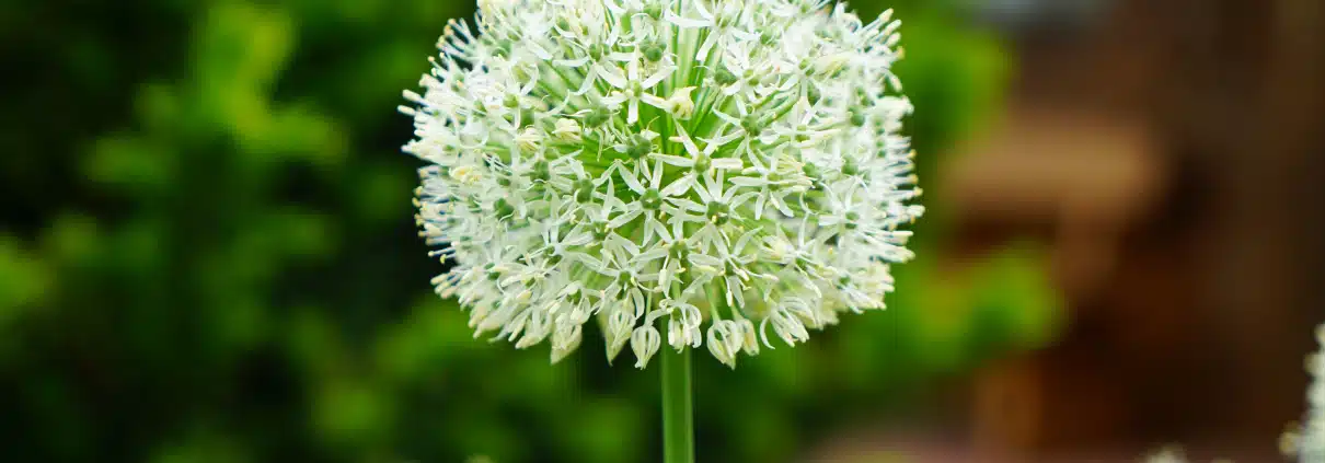 weiße Blume