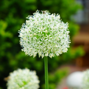 weiße Blume