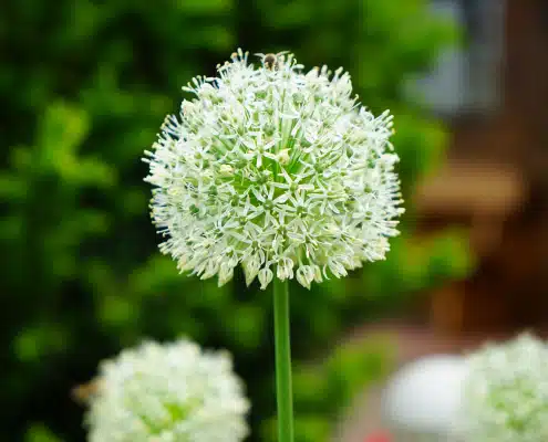 weiße Blume