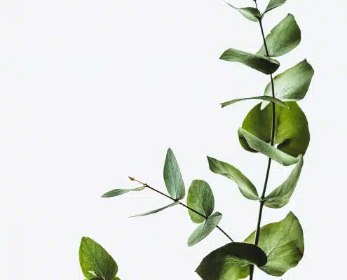 annie-spratt-hX_hf2lPpUU-unsplash Pflanze vor weißem Hintergrund