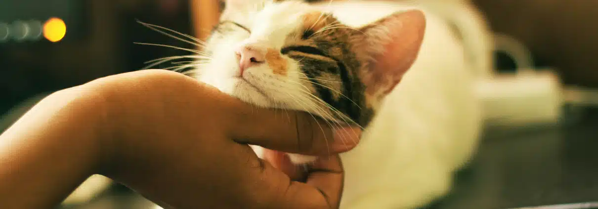 Katze