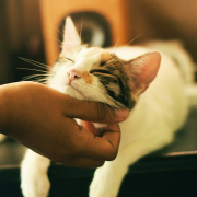 Katze