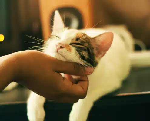 Katze