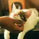 Katze