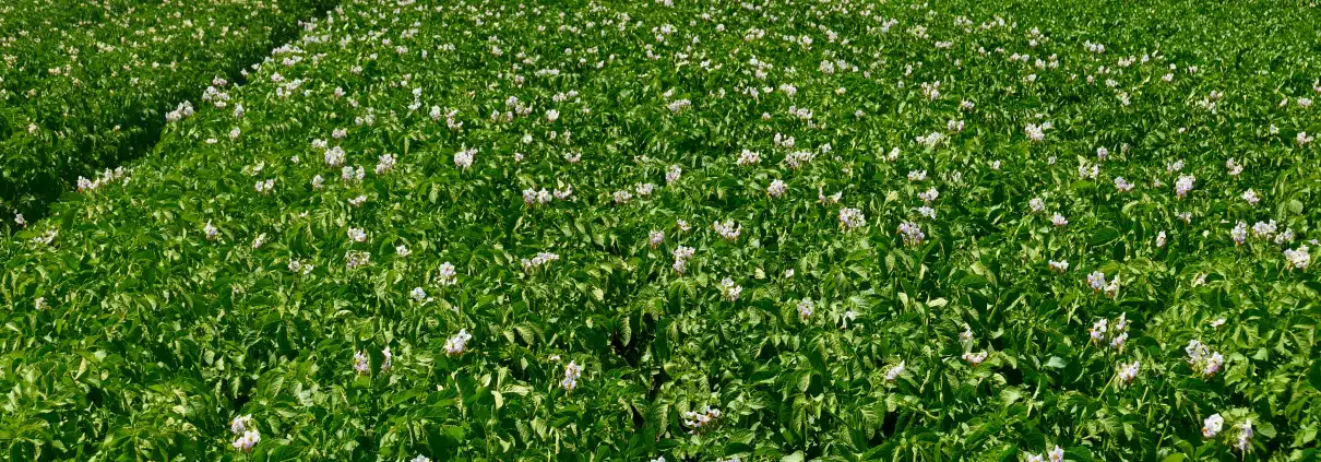 Grünes Feld im Freien