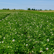 Grünes Feld im Freien