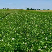 Grünes Feld im Freien