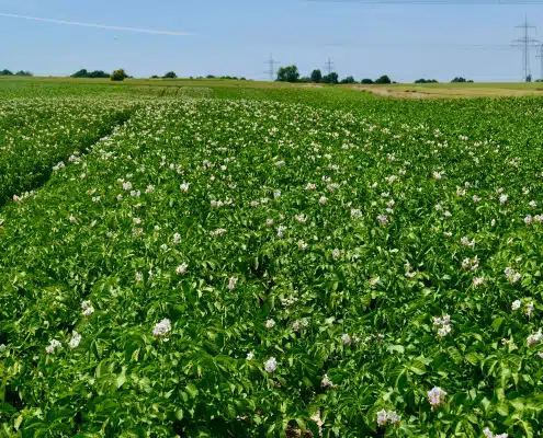 Grünes Feld im Freien
