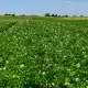 Grünes Feld im Freien