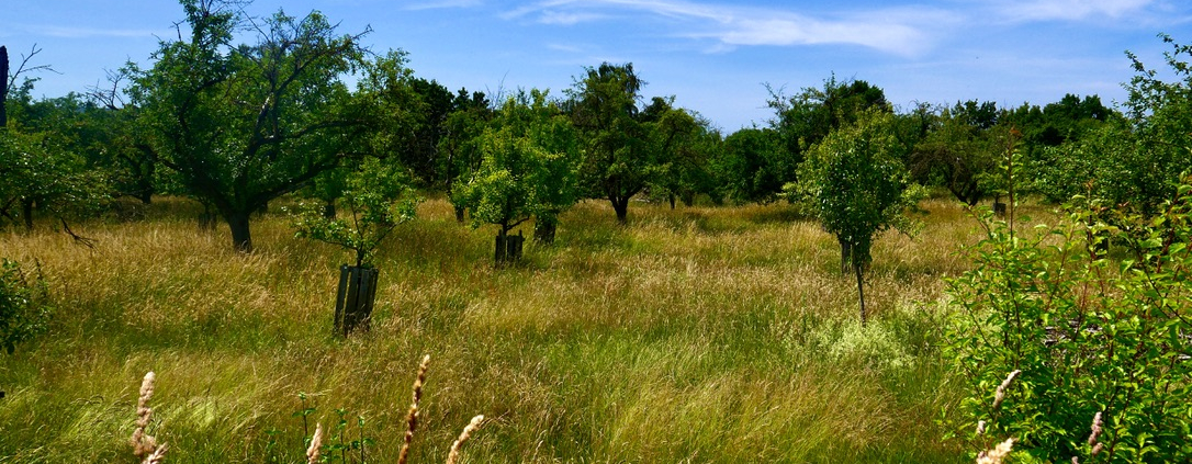 Obstbaum auf Wiese
