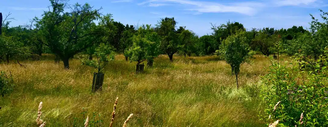 Obstbaum auf Wiese