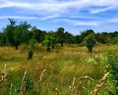 Obstbaum auf Wiese