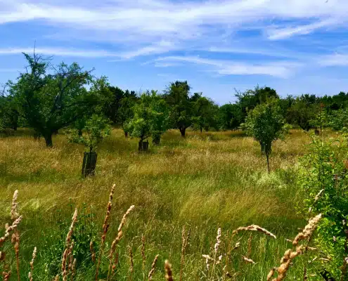 Obstbaum auf Wiese