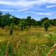 Obstbaum auf Wiese