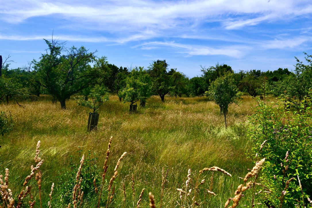 Obstbaum auf Wiese