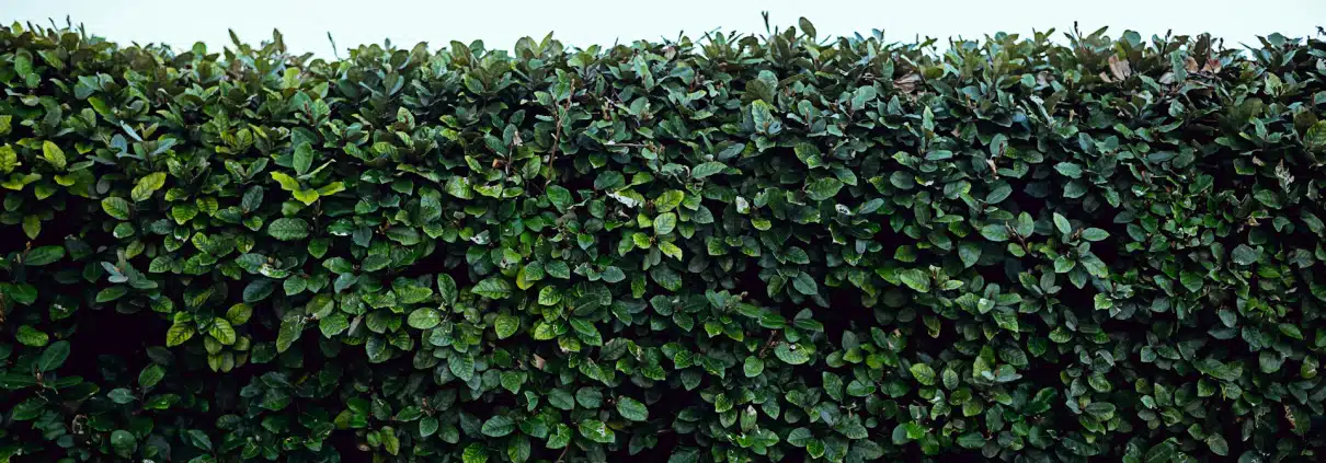 Hecke