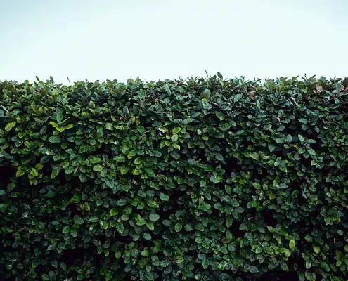 Hecke