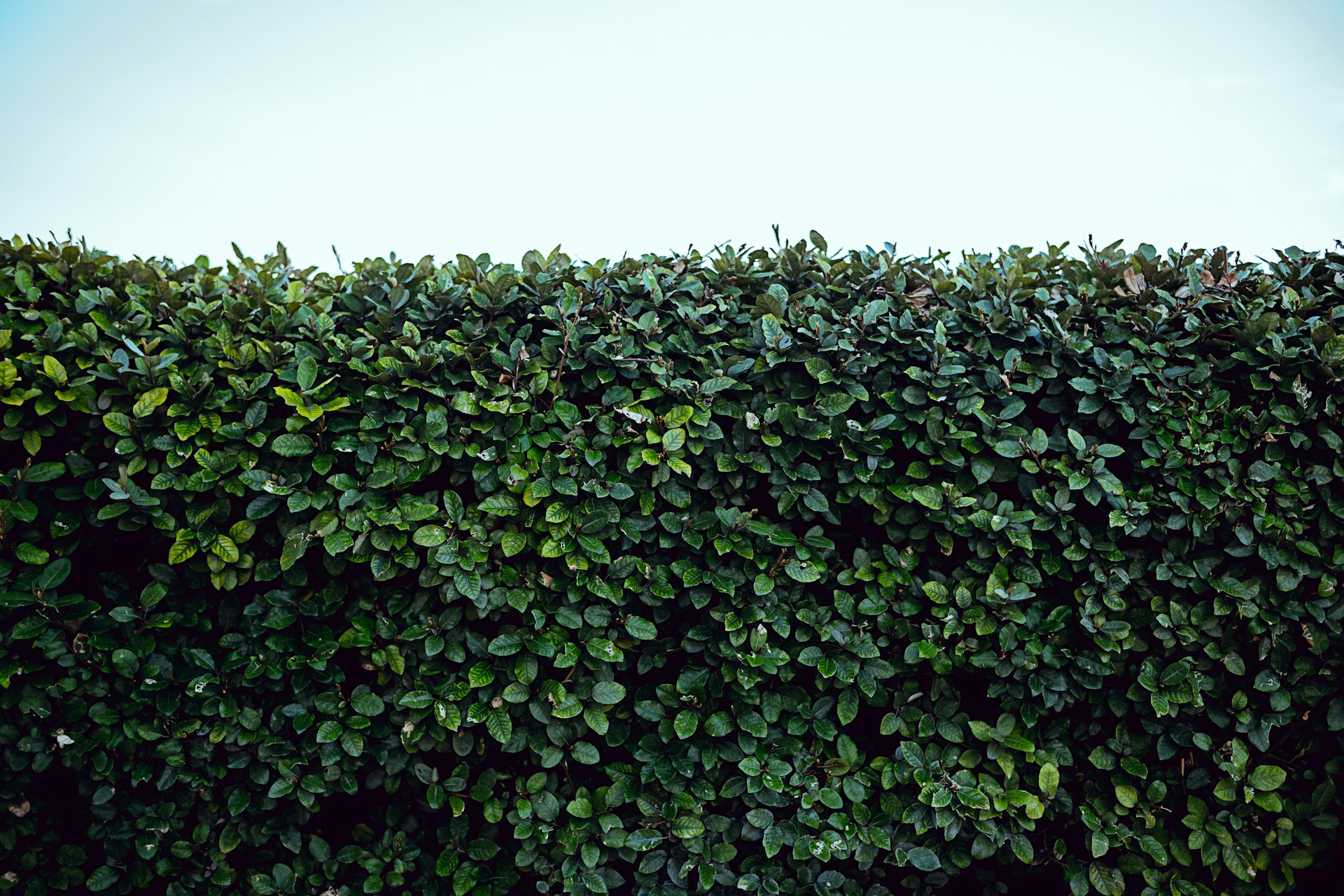 Hecke