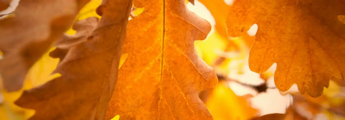 Herbstblätter