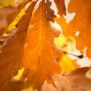 Herbstblätter