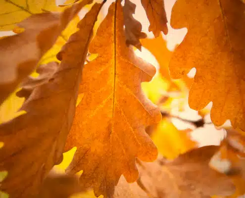 Herbstblätter