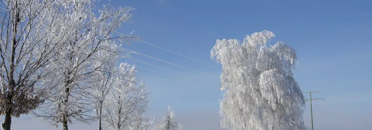 Straße mit Schnee und Bäumen