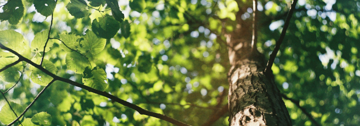 david-vig-qwHHOC2z5Xs-unsplash Blätter im Baum