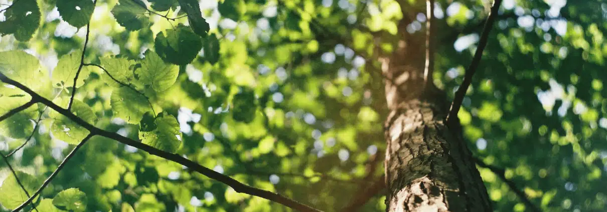 Blätter im Baum