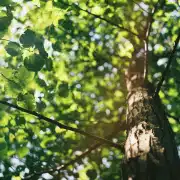 Blätter im Baum