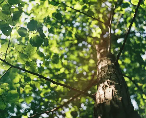 Blätter im Baum