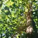 Blätter im Baum