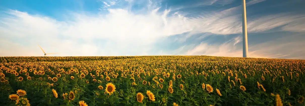 Sonnenblumen auf dem Feld