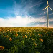 Sonnenblumen auf dem Feld