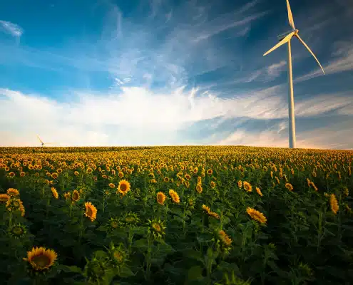Sonnenblumen auf dem Feld