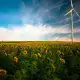 Sonnenblumen auf dem Feld