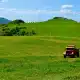 Wiese