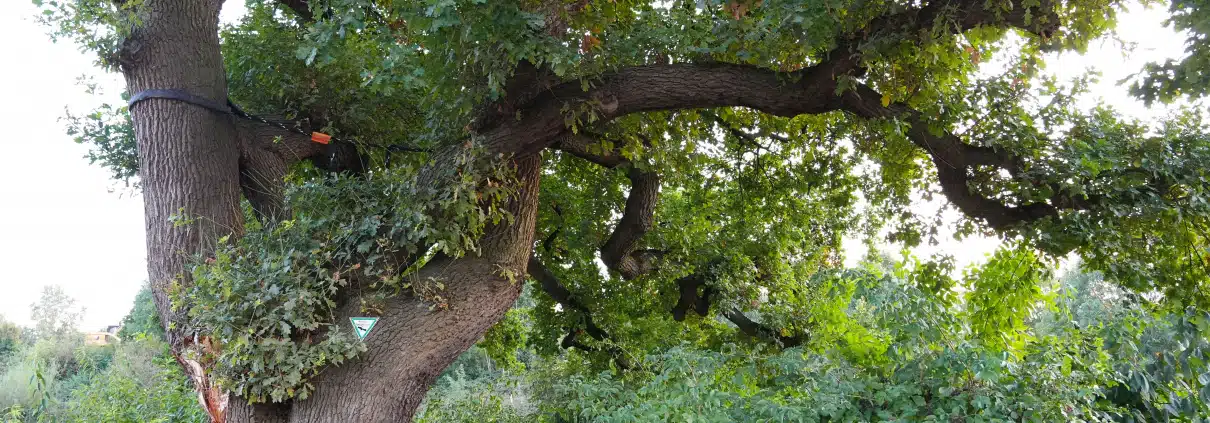 Baum mit Krone und Ästen