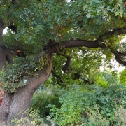 Baum mit Krone und Ästen