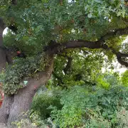 Baum mit Krone und Ästen