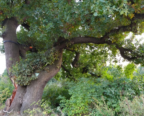 Baum mit Krone und Ästen