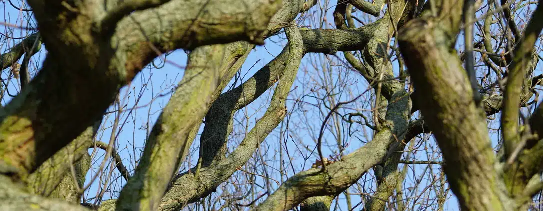 Äste und Himmel