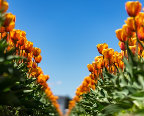Tulpen