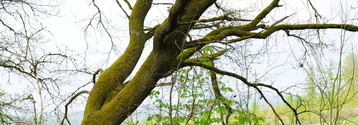 Baum in Landschaft bewölkter Himmel
