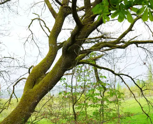 Baum in Landschaft bewölkter Himmel