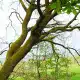 Baum in Landschaft bewölkter Himmel
